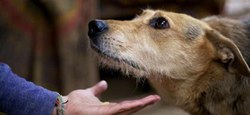 Bien-être animal : permis de détention
