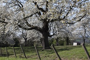 Printemps