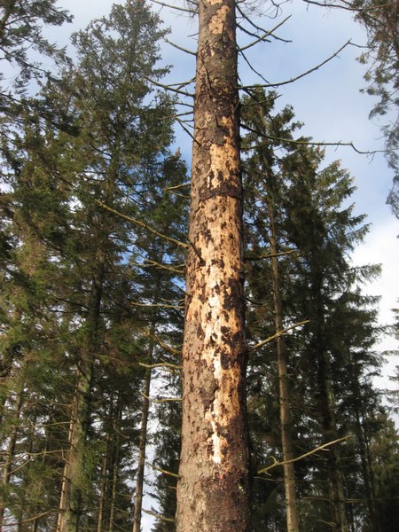 arbre scolyté