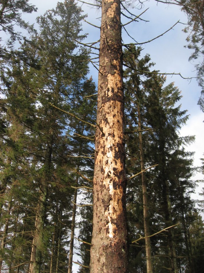 arbre scolyté
