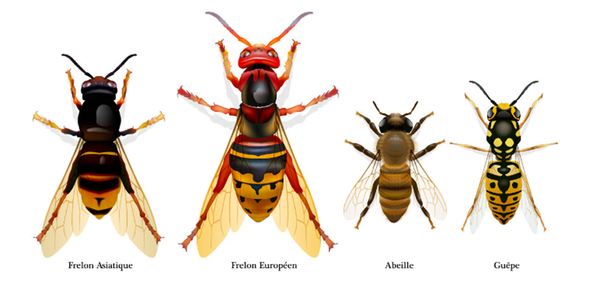 comparaison frelon