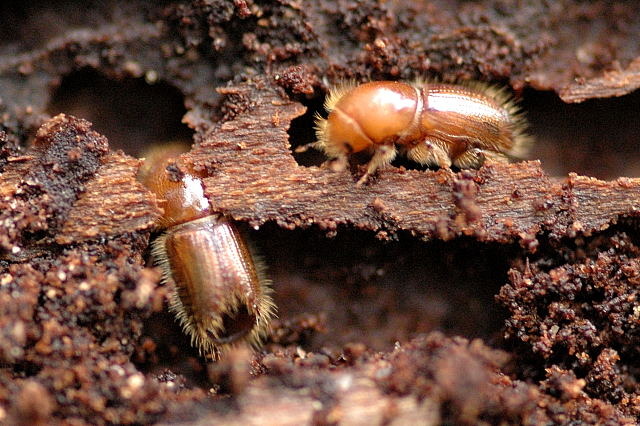 scolyte ips typographus bois