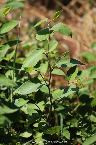 reynoutriajaponica affiche02