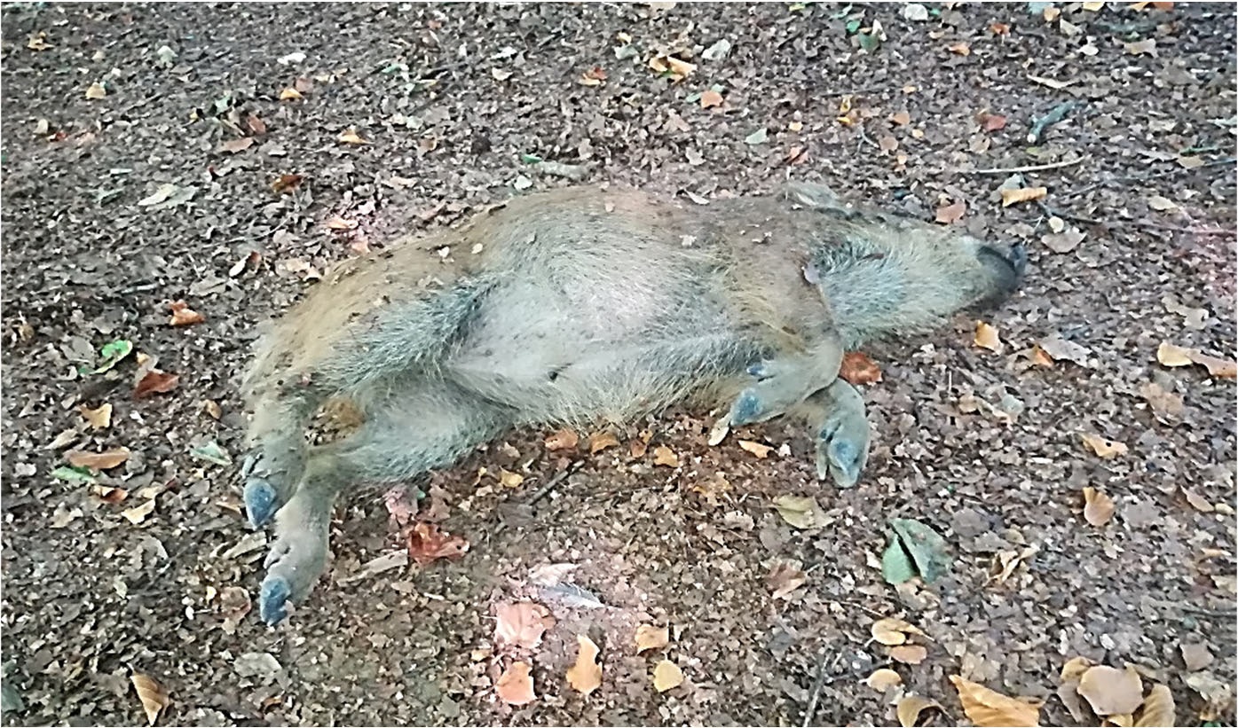 sanglier