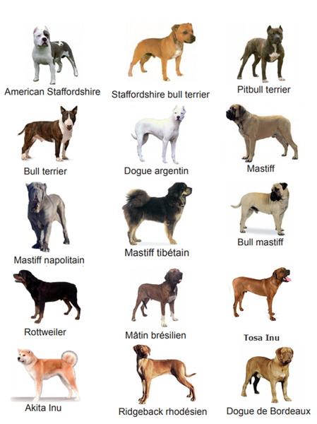 chiens dangereux