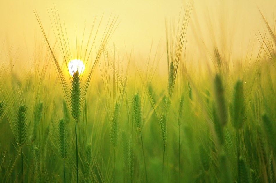 pixabay barley field 1684052 1920