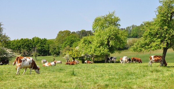 vaches
